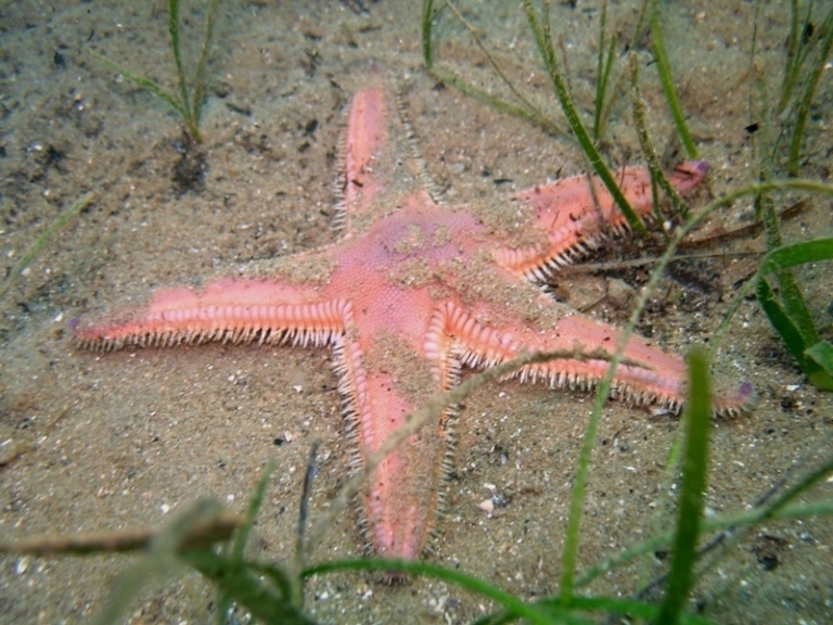 Astropecten irregularis (Pennant, 1777)